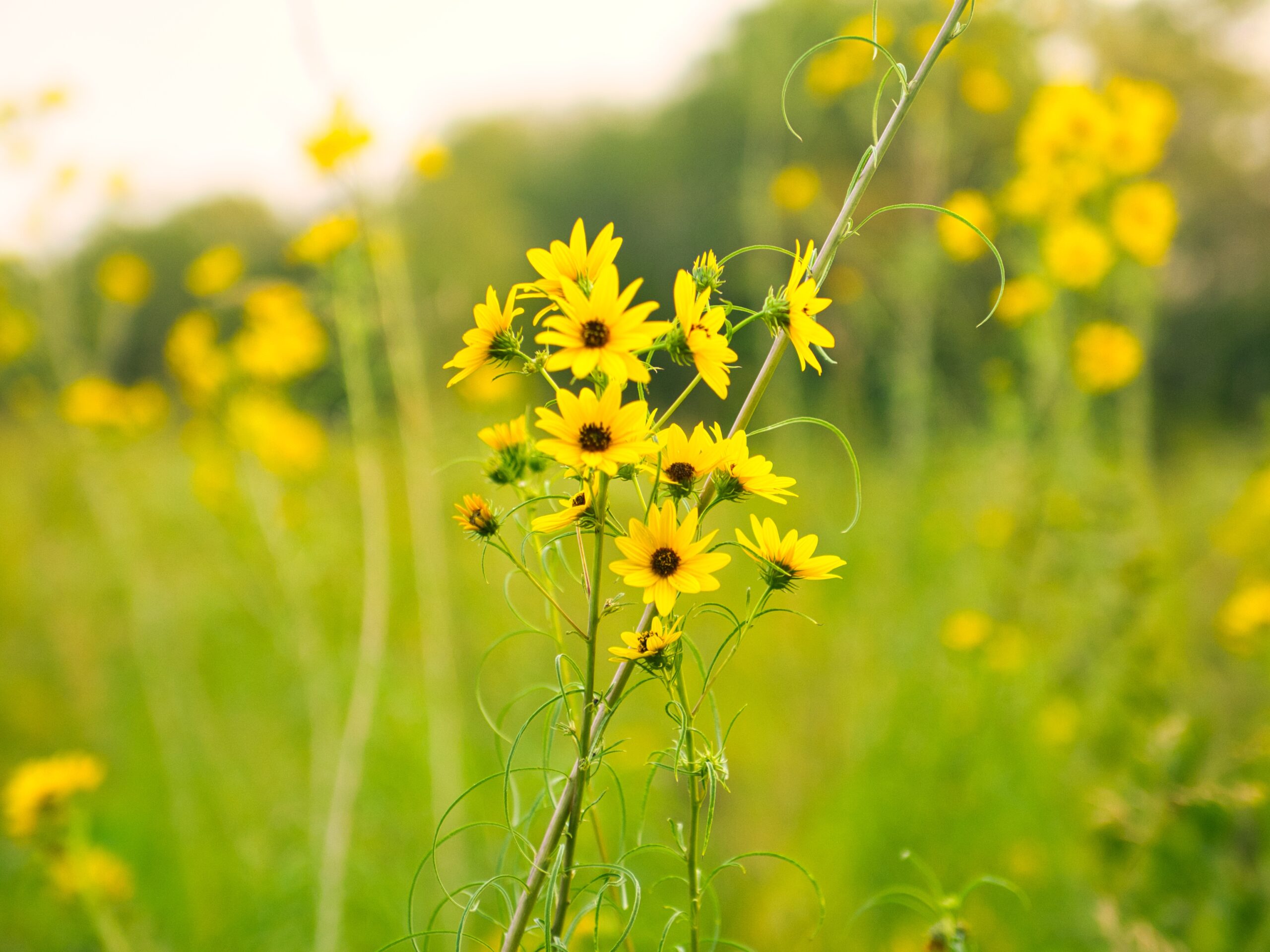 Ernie Miller Nature Center Wildflowers